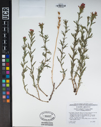 Castilleja applegatei subsp. pallida image