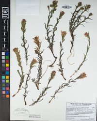 Castilleja applegatei subsp. pallida image