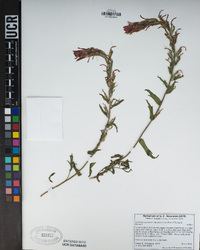 Castilleja applegatei image