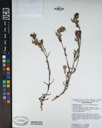 Castilleja applegatei image