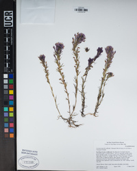 Castilleja densiflora image