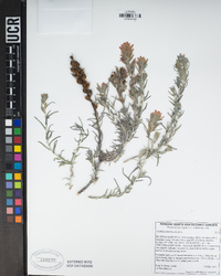 Castilleja foliolosa image