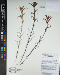 Castilleja linariifolia image