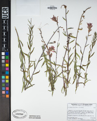 Castilleja miniata subsp. miniata image