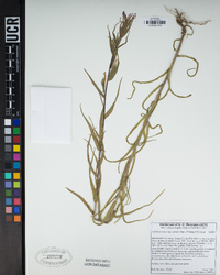 Castilleja minor subsp. spiralis image