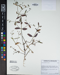 Collinsia childii image