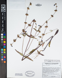 Collinsia concolor image