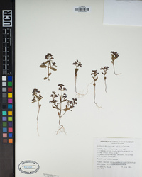 Collinsia torreyi var. latifolia image