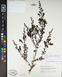 Keckiella antirrhinoides var. antirrhinoides image