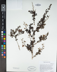 Keckiella antirrhinoides var. antirrhinoides image