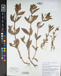 Erythranthe parishii image