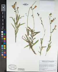 Penstemon laetus image