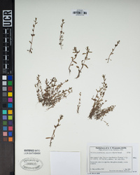 Veronica peregrina subsp. xalapensis image