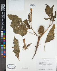 Datura stramonium image