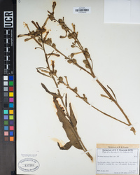 Nicotiana attenuata image