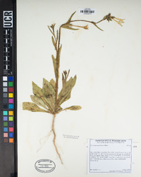 Nicotiana quadrivalvis image