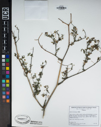 Solanum americanum image