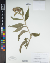 Solanum lanceolatum image