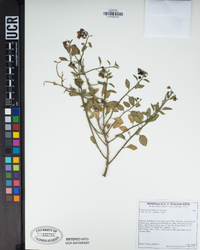 Solanum umbelliferum image