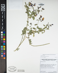 Solanum umbelliferum image