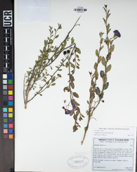 Solanum umbelliferum image