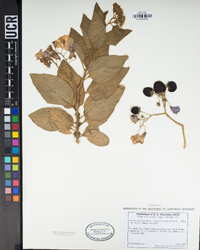 Solanum umbelliferum image