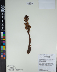 Aphyllon tuberosum image