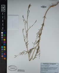 Epilobium brachycarpum image