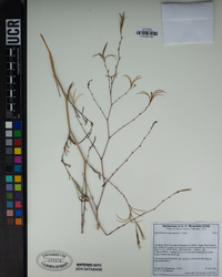 Epilobium brachycarpum image