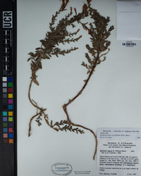 Epilobium canum subsp. latifolium image