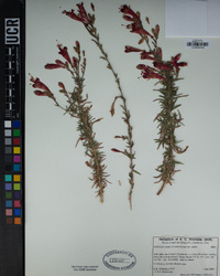 Epilobium canum image