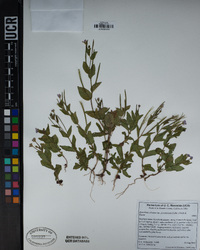 Epilobium ciliatum image