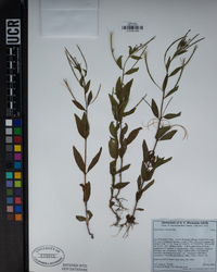 Epilobium ciliatum image