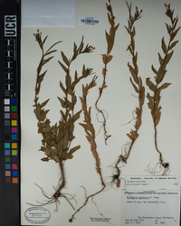 Epilobium ciliatum image