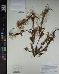 Epilobium ciliatum subsp. ciliatum image