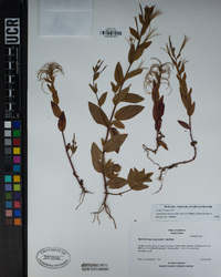 Epilobium ciliatum subsp. watsonii image