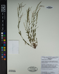 Epilobium glaberrimum image