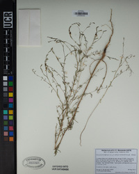 Gayophytum diffusum image