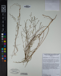 Gayophytum diffusum subsp. parviflorum image