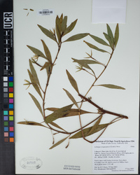 Ludwigia grandiflora image