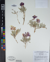 Oenothera californica image