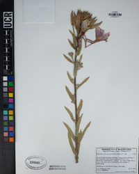 Oenothera elata image