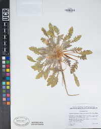 Oenothera primiveris image