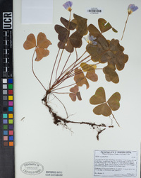 Oxalis oregana image