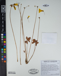 Oxalis pes-caprae image