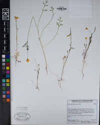 Eschscholzia caespitosa image