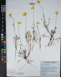 Eschscholzia caespitosa image