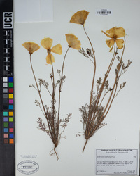 Eschscholzia californica image