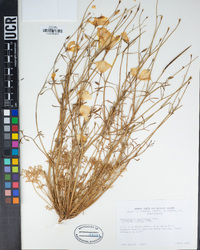 Eschscholzia californica image