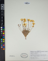 Eschscholzia glyptosperma image